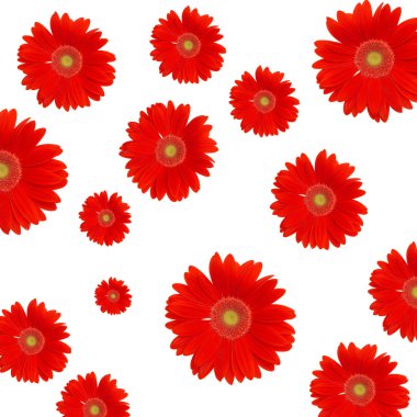 kırmızı papatya arka plan