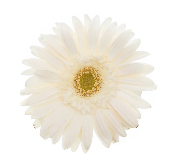 High key daisy — Stock Photo, Image
