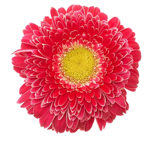 Όμορφο λουλούδι μαργαρίτα — Φωτογραφία Αρχείου