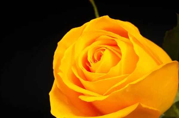 Sarı gül, yaklaş.