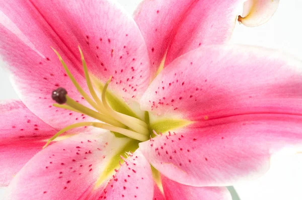 Hög nyckel rosa lilja — Stockfoto