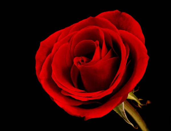 siyah üzerine kırmızı gül çiçek