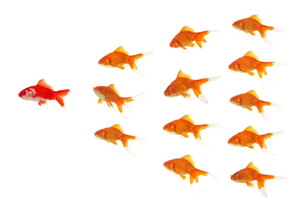 Red goldfish leading — Stock Photo, Image