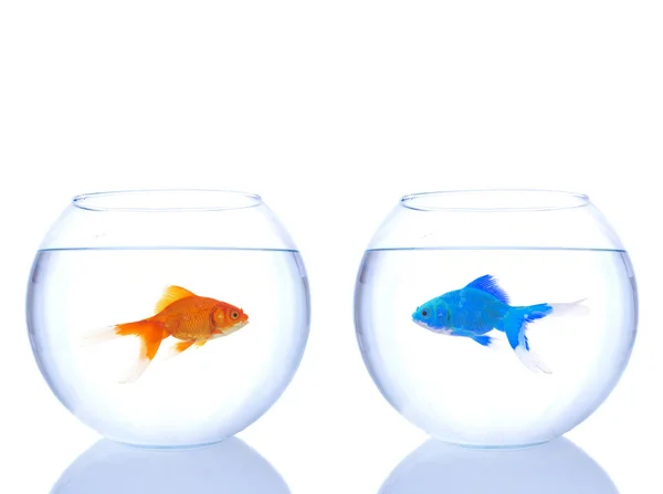 Uzaylı Japon balığı ve normal Japon balığı.