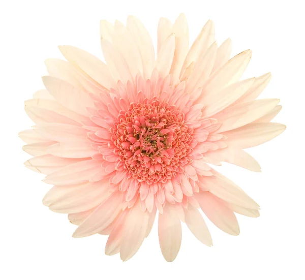 Roze daisy — Stockfoto