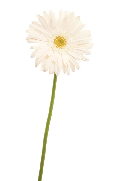 Beyaz papatya çiçeği — Stok fotoğraf