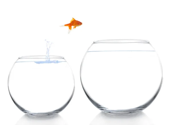 Goldfish daha iyi ve daha büyük bir eve hareket