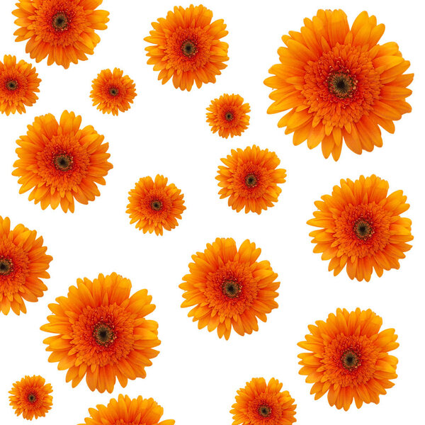 orange daisy background