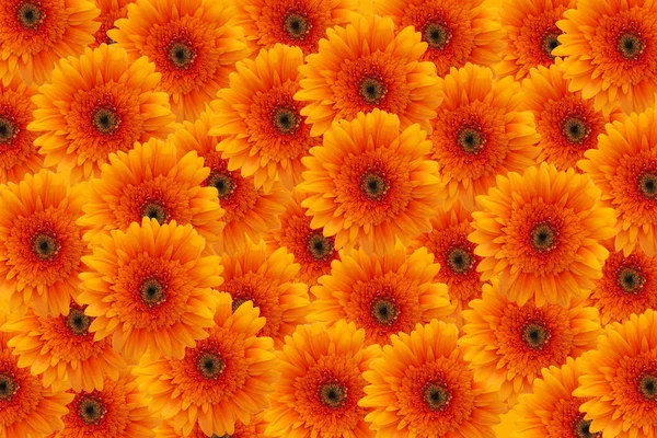 橙色鲜花背景 图库图片