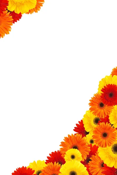 Daisy květiny poloviční rám — Stock fotografie