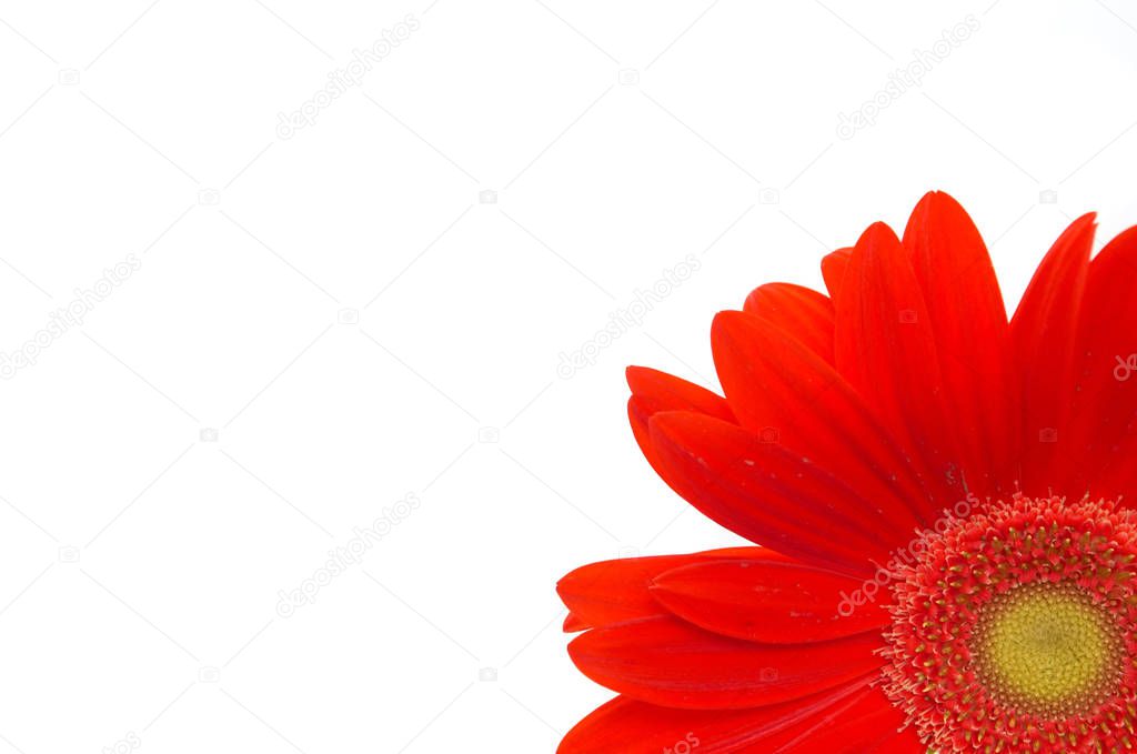 red daisy close up