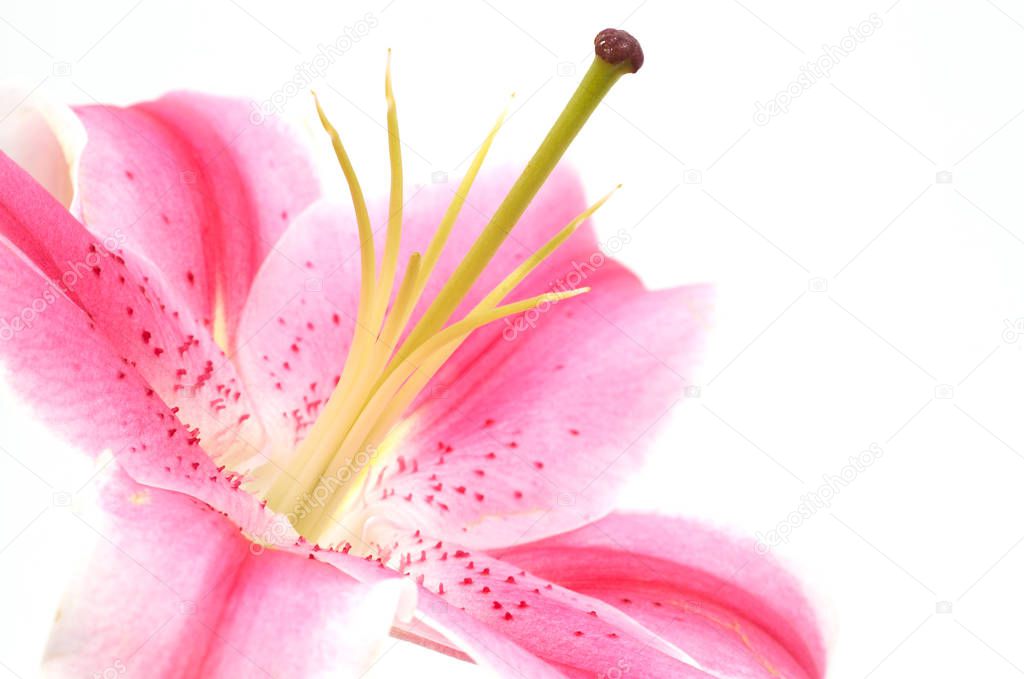 high key pink lily