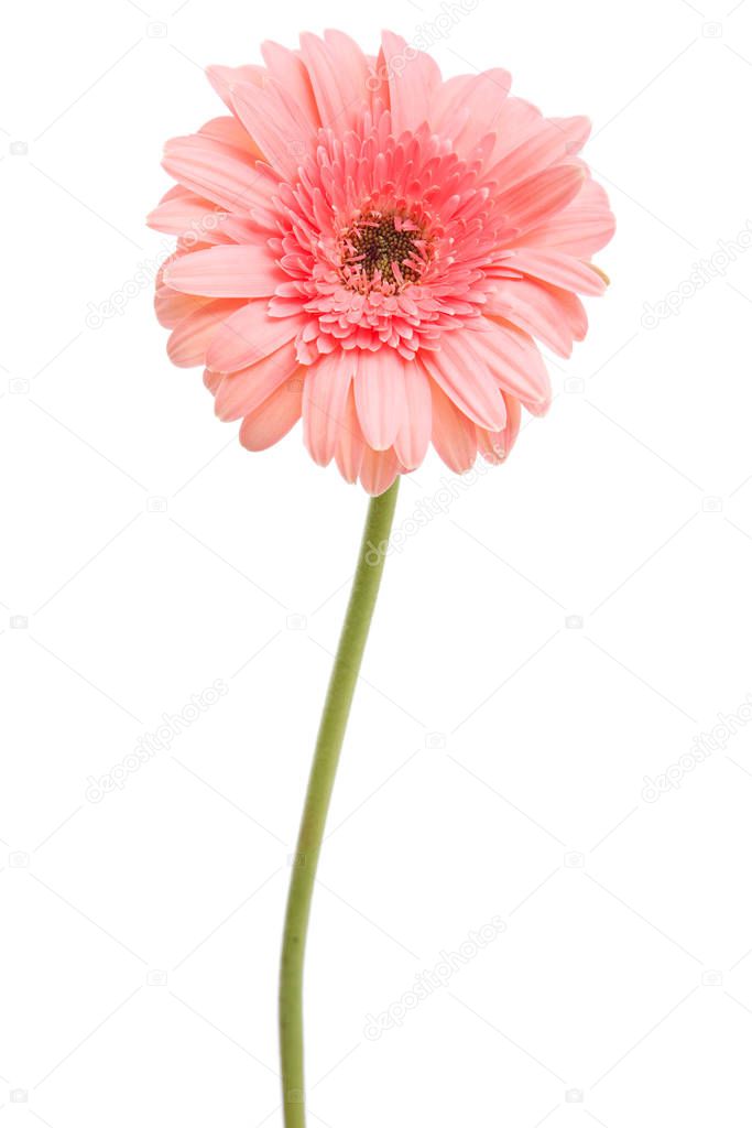 pink daisy flower