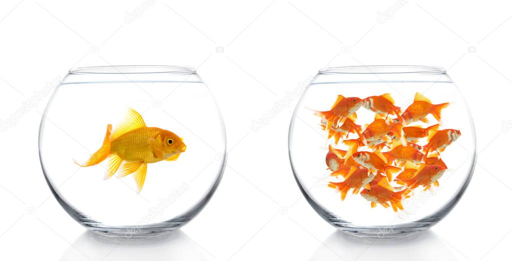 goldfishes between bowls