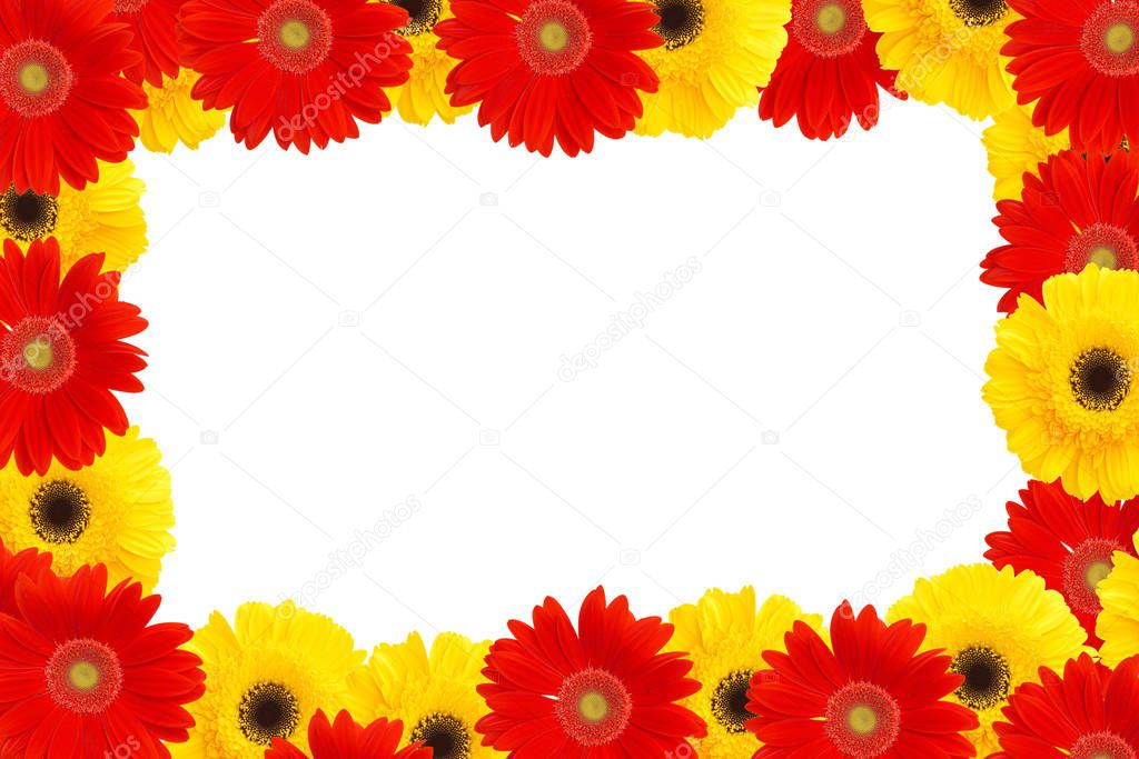 yellow and red daisies