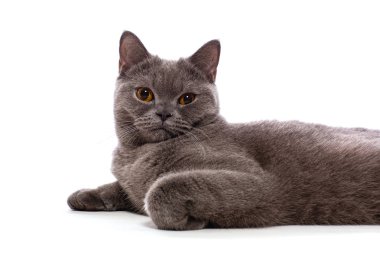 İngiliz Shorthair dişi kedisi beyaz arka planda oturuyor