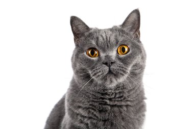 İngiliz Shorthair dişi kedisi beyaz arka planda oturuyor