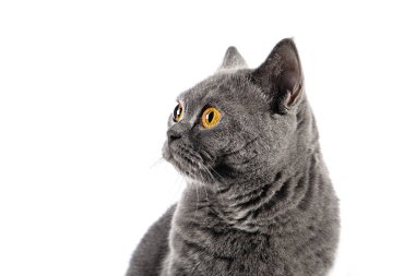 İngiliz Shorthair dişi kedisi beyaz arka planda oturuyor