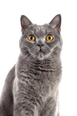 İngiliz Shorthair dişi kedisi beyaz arka planda oturuyor