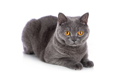 İngiliz Shorthair dişi kedisi beyaz arka planda oturuyor