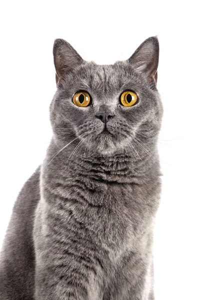 İngiliz Shorthair dişi kedisi beyaz arka planda oturuyor