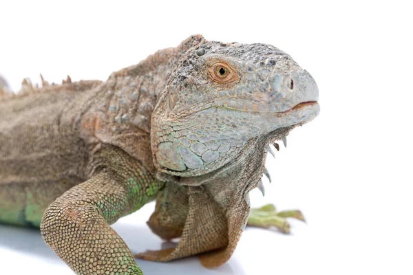 Lizard Iguana Close White Background — Stock Photo, Image