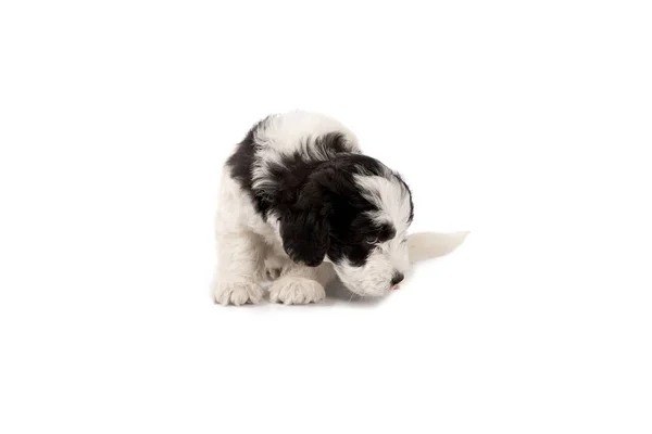 美しい三色ハバニーズ子犬犬上の白い背景 — ストック写真