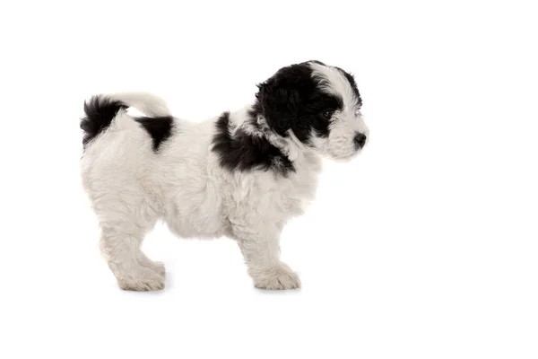 美しい三色ハバニーズ子犬犬上の白い背景 — ストック写真