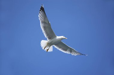 Havadaki güzel kuş