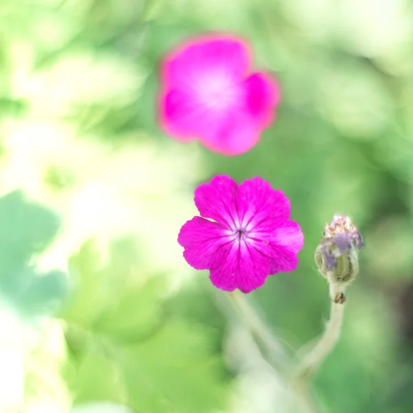 Kwiat Purpurowy nieostrość — Zdjęcie stockowe