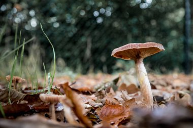 düşen yaprakları ile bir toprak üzerinde mantar 