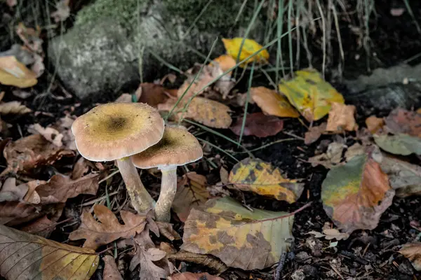 Couple de champignons — Photo