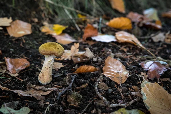 Kleine paddestoel op een bodem — Stockfoto