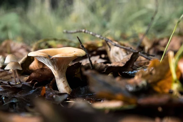 Sur un sol aux feuilles tombées — Photo