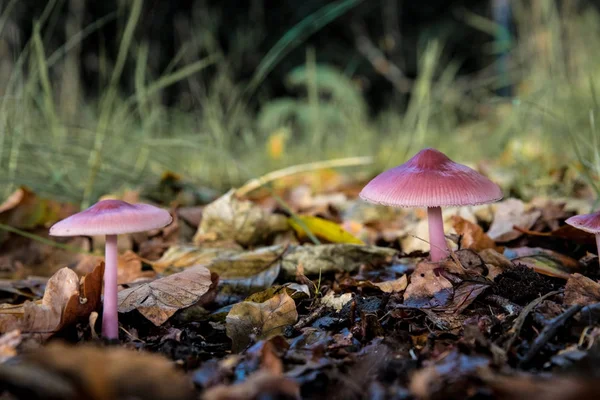 Rosa champinjoner med stupade löv — Stockfoto