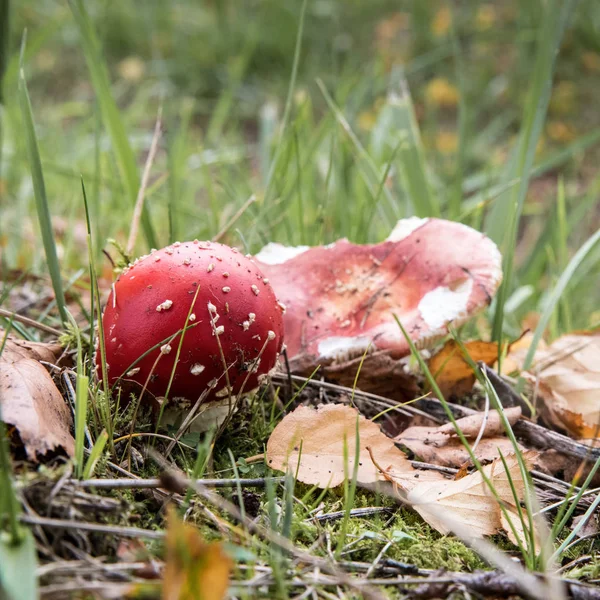 Young fly agaric