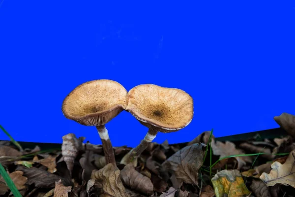 Paddestoelen tegen een blauw scherm — Stockfoto