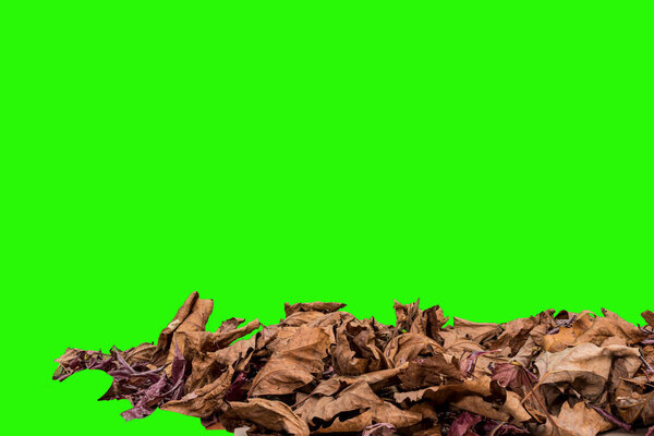 leaves against a green screen