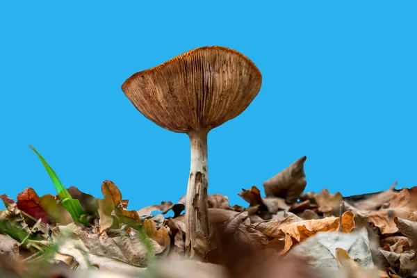 Brun svamp med gälar sedd underifrån — Stockfoto