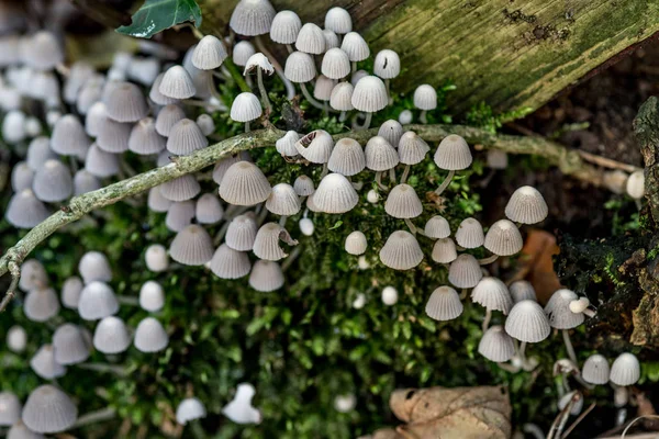 Verscheidene kleine witte paddestoelen — Stockfoto