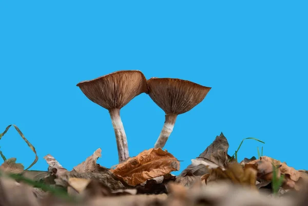 Mushrooms with gills against a blue screen — Stock Photo, Image