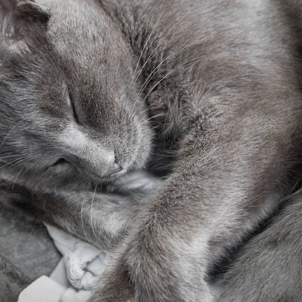 Peludo y dormido — Foto de Stock