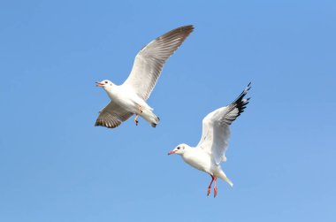 Mavi gökyüzünde uçan martı.
