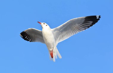 martı ve açık mavi gökyüzü