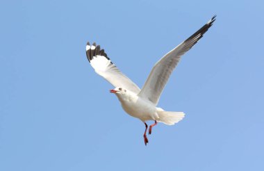 martı ve gökyüzü