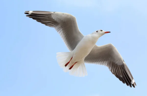 Seagull and sky — Stock Photo, Image