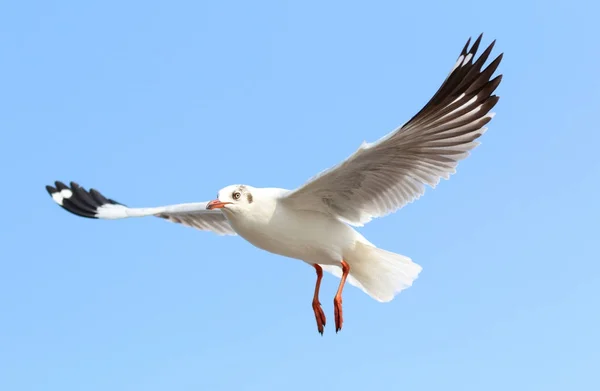 Gaivota e céu — Fotografia de Stock