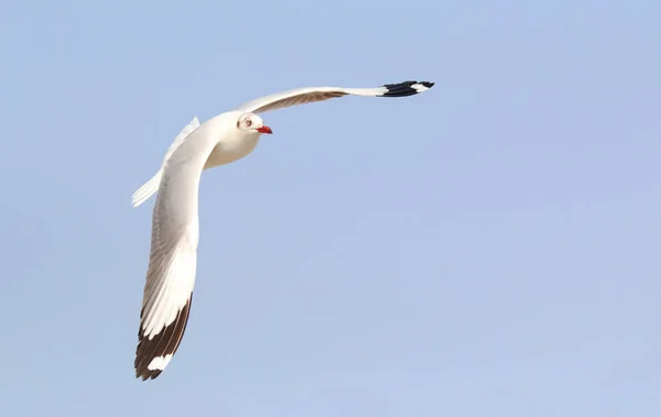 Seagull and sky — Stock Photo, Image