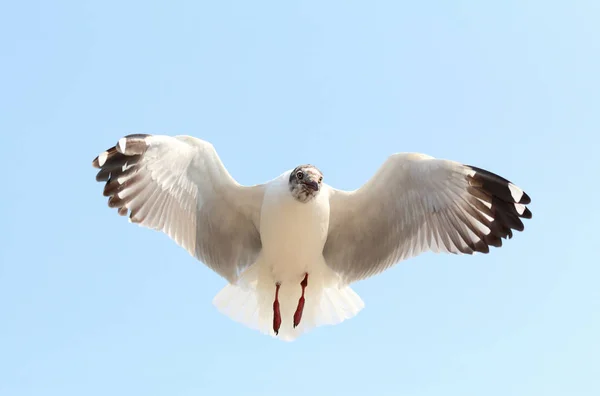 seagull and sky