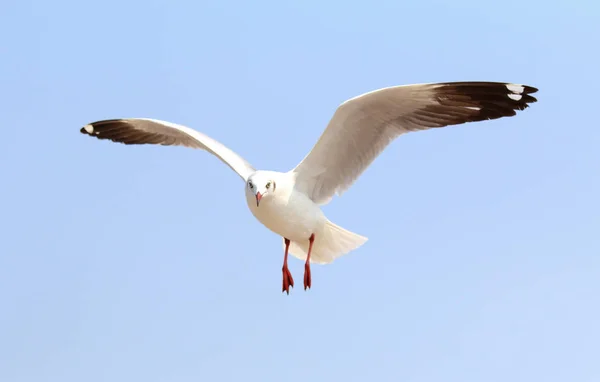 Fiskmås och sky — Stockfoto